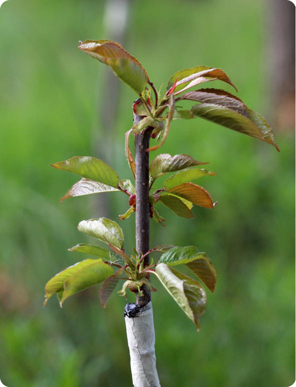 Ramo jovem de árvore com folhas verdes e castanhas em fundo desfocado verde.