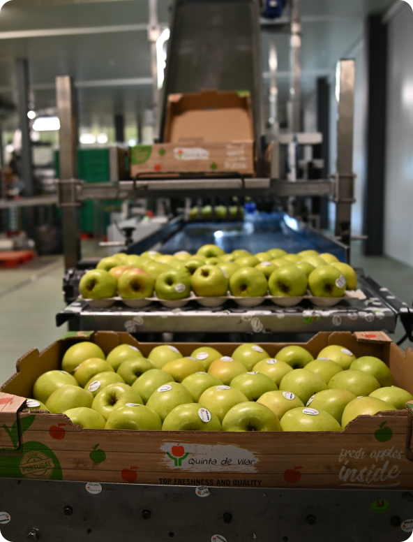 Maçãs verdes embaladas em caixas numa linha de produção numa fábrica.