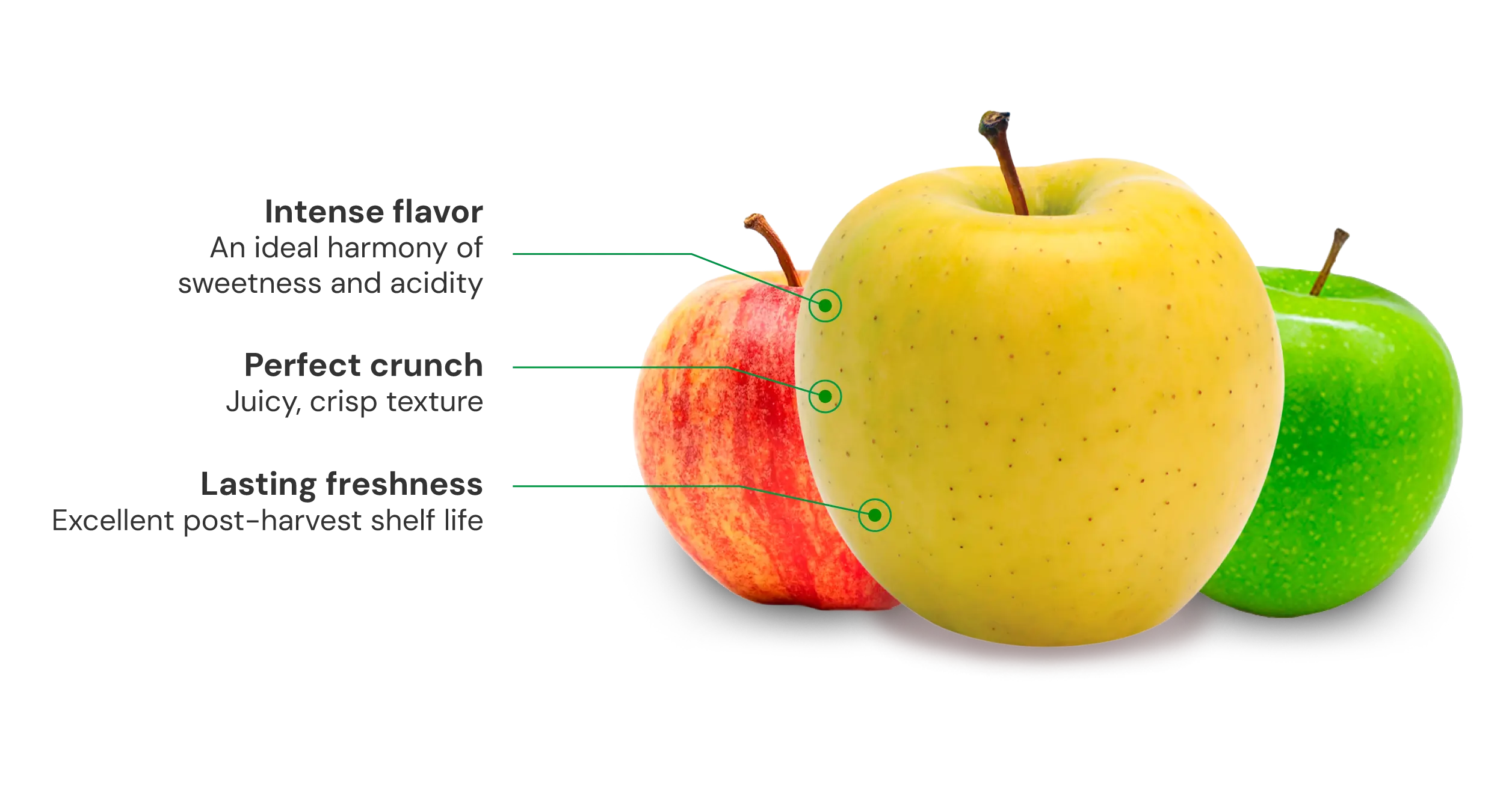 Três maçãs em fileira, da frente para trás: amarela dourada, vermelha listada e verde.