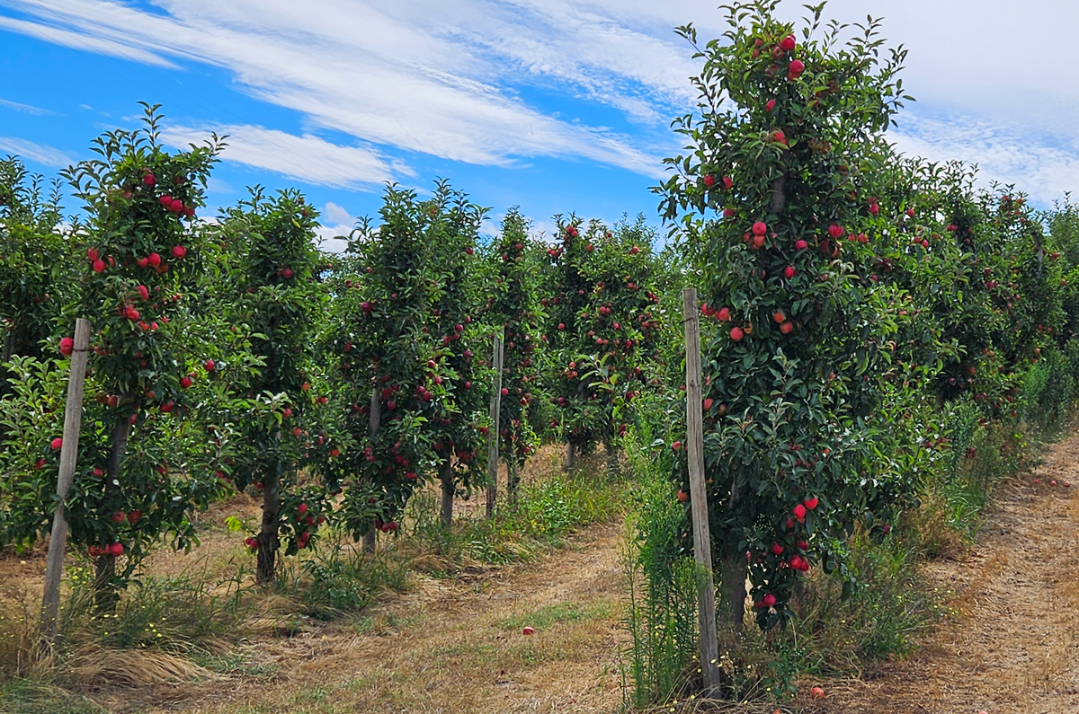 Pomar com várias macieiras carregadas de maçãs verdes e um caminho de terra ao centro.