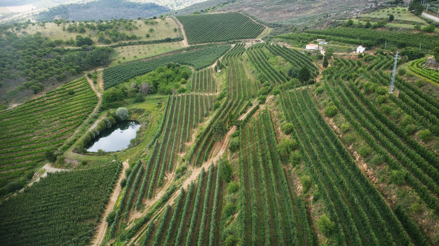 Edifício industrial moderno com painéis solares no telhado rodeado por caixas roxas empilhadas e vinhas verdes em paisagem montanhosa.