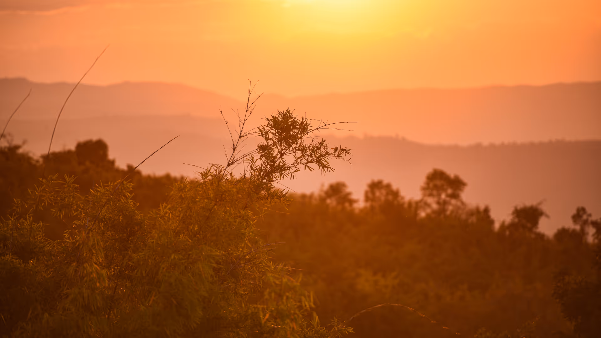 Coucher de soleil dans la forêt