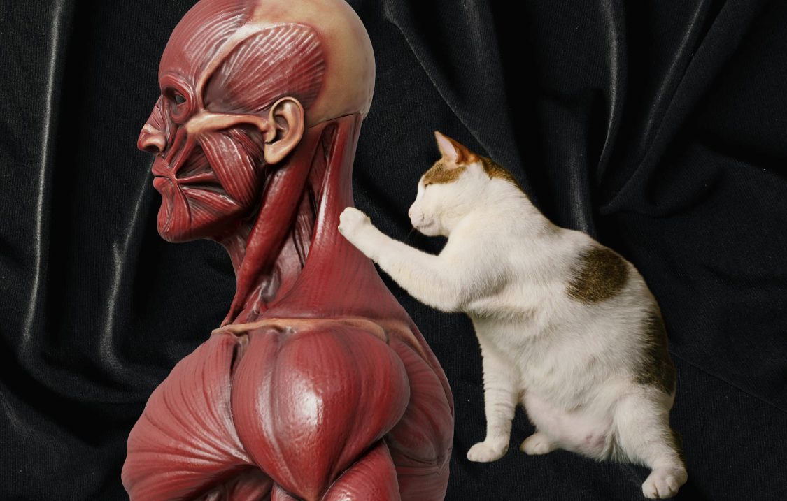 White and brown cat pawing at a detailed anatomical model of the human muscular system on a black fabric background.