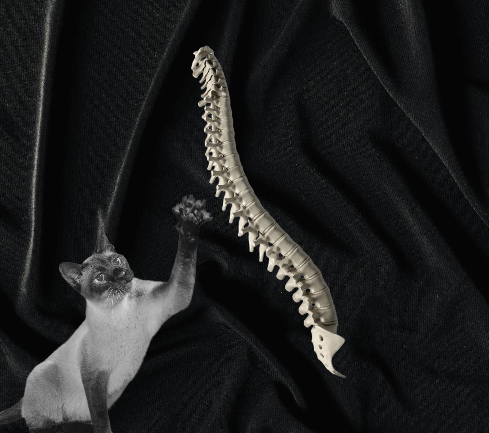 A Siamese cat reaching up with one paw next to a model of a human spine on black fabric.