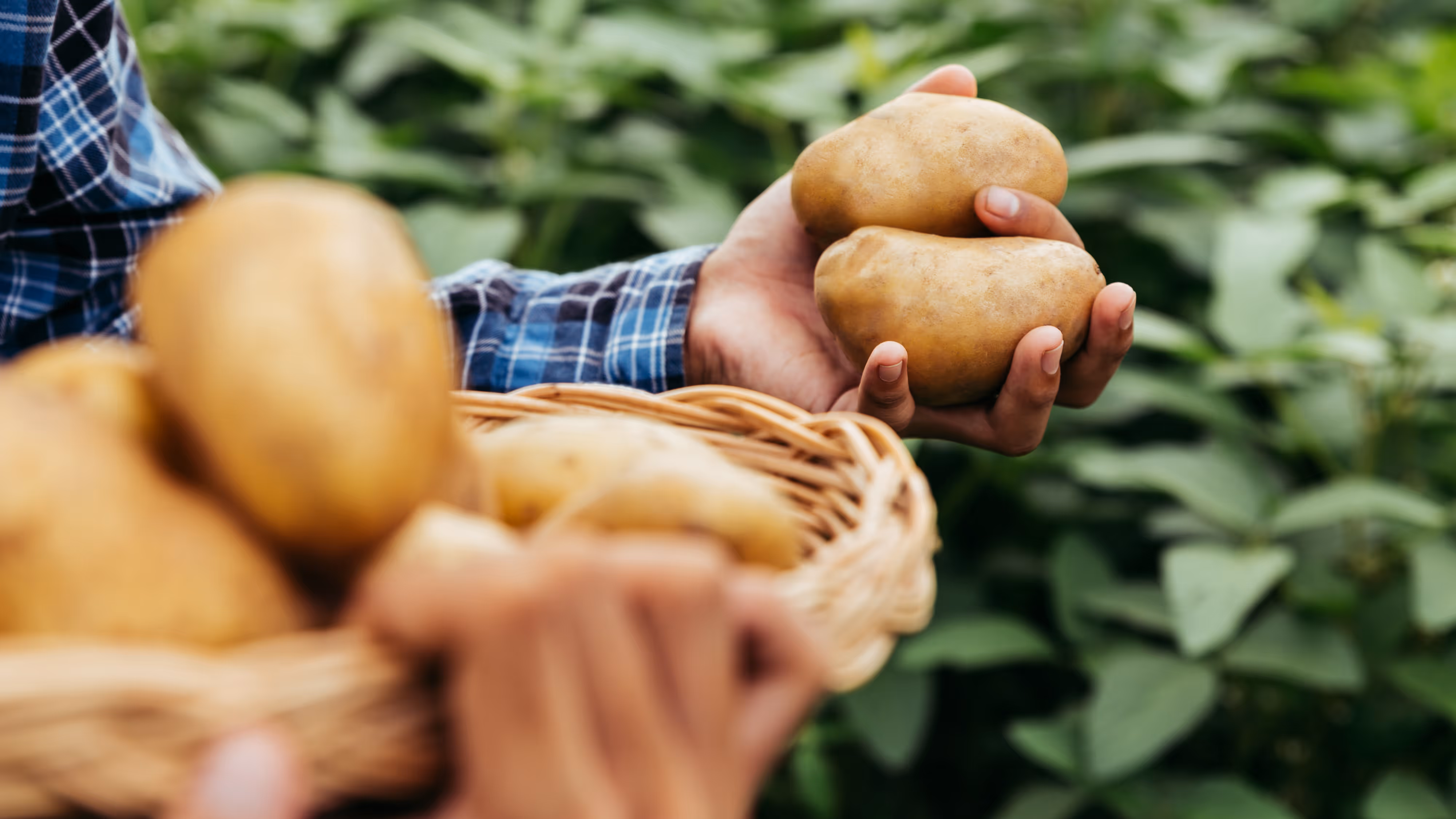 Person holding two potatoes in one hand and a basket filled with potatoes in the other, with green plants in the background.