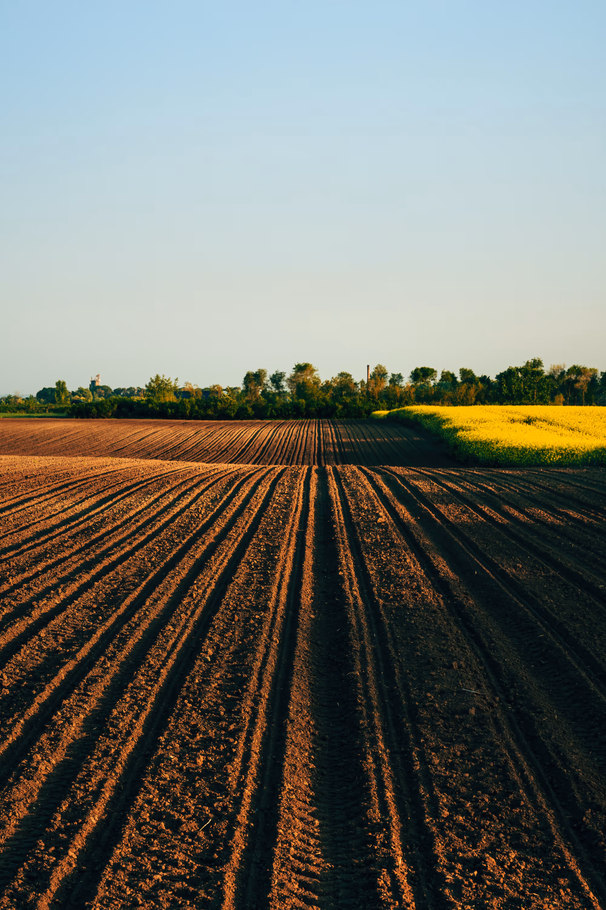 Plowed farmland with straight tractor rows beside a field of yellow blooming flowers under a clear sky.