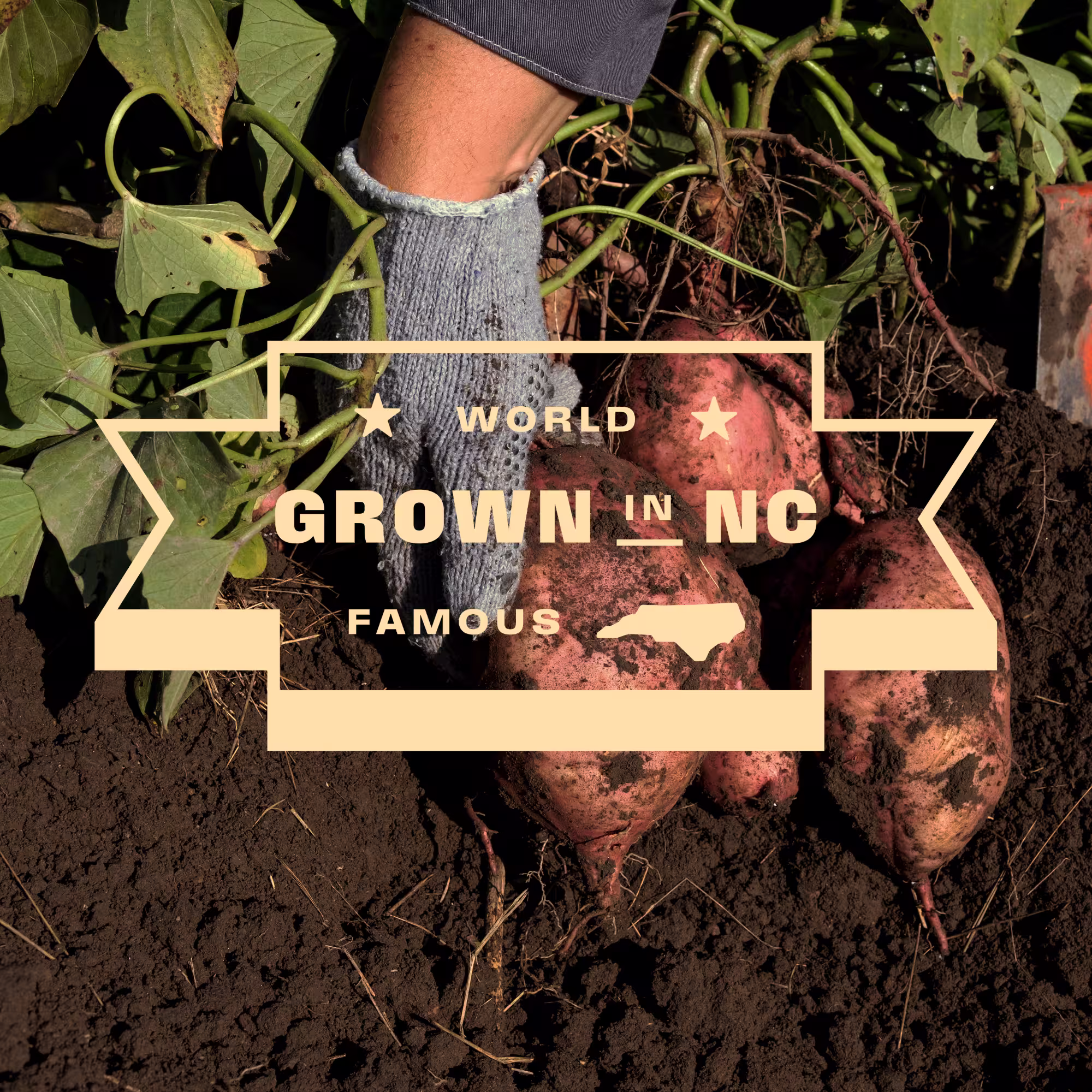 Gloved hand harvesting soil-covered sweet potatoes with green leaves in dark soil, overlaid with text 'World Famous Grown in NC' and an outline of North Carolina.