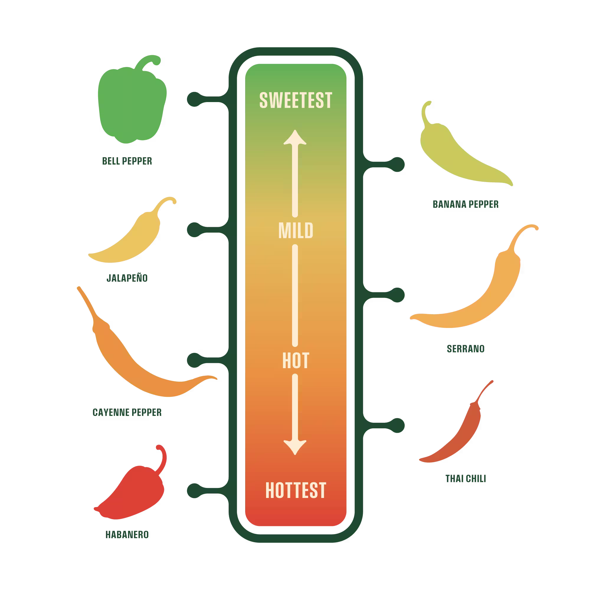Heat level chart of peppers from sweetest to hottest: bell pepper, banana pepper, jalapeño, serrano, cayenne pepper, Thai chili, and habanero.