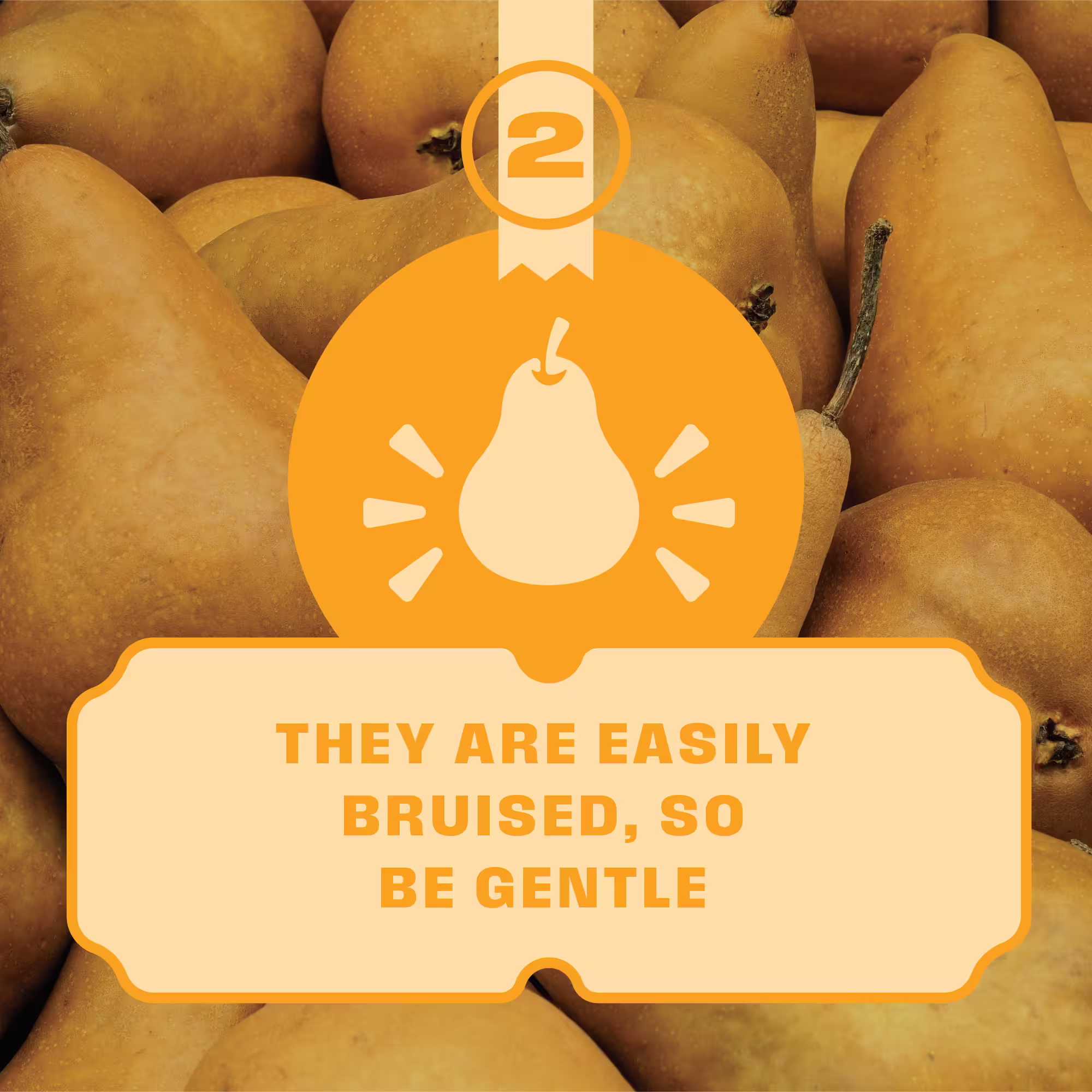 Close-up of brown pears with text overlay saying 'They are easily bruised, so be gentle.'