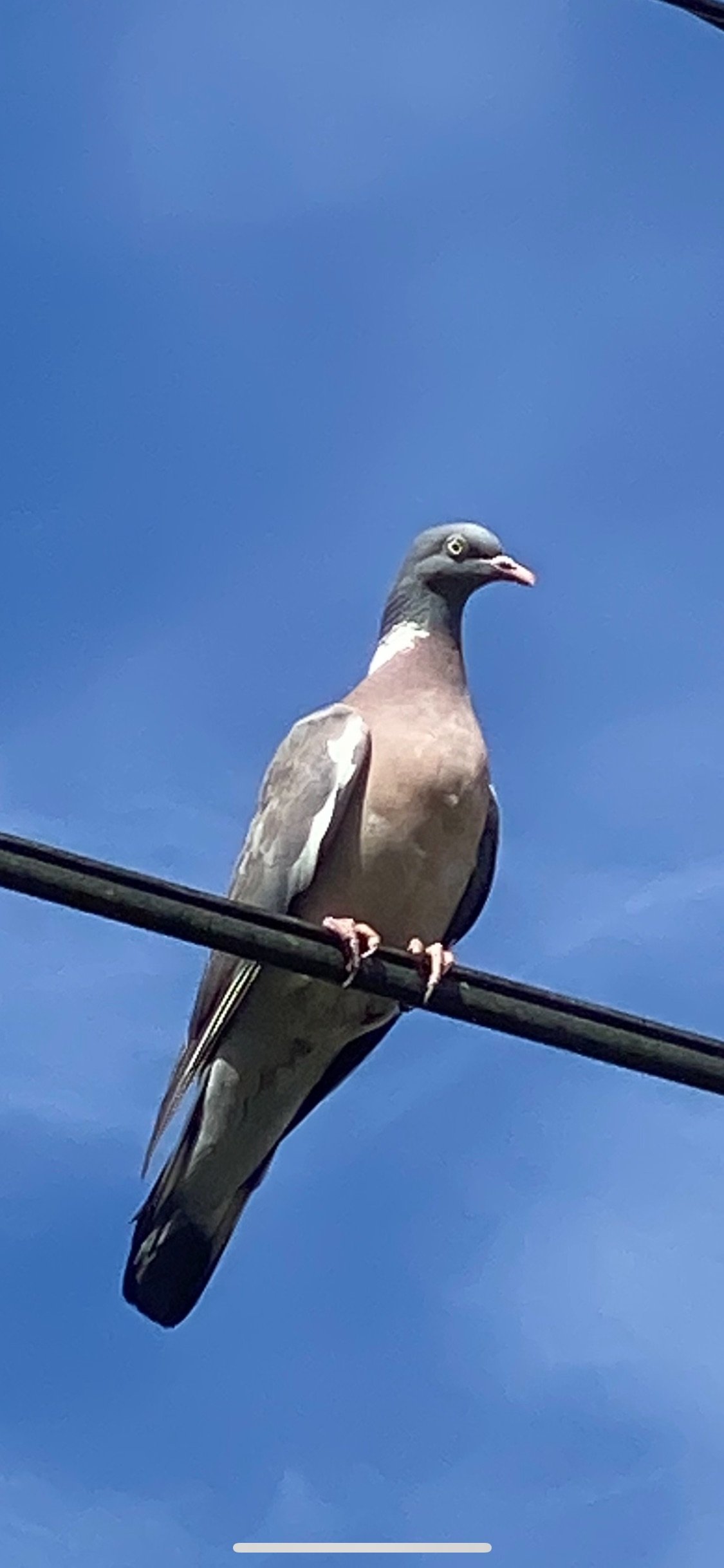 Brown and gray pigeon perched on a black wire against a clear blue sky.