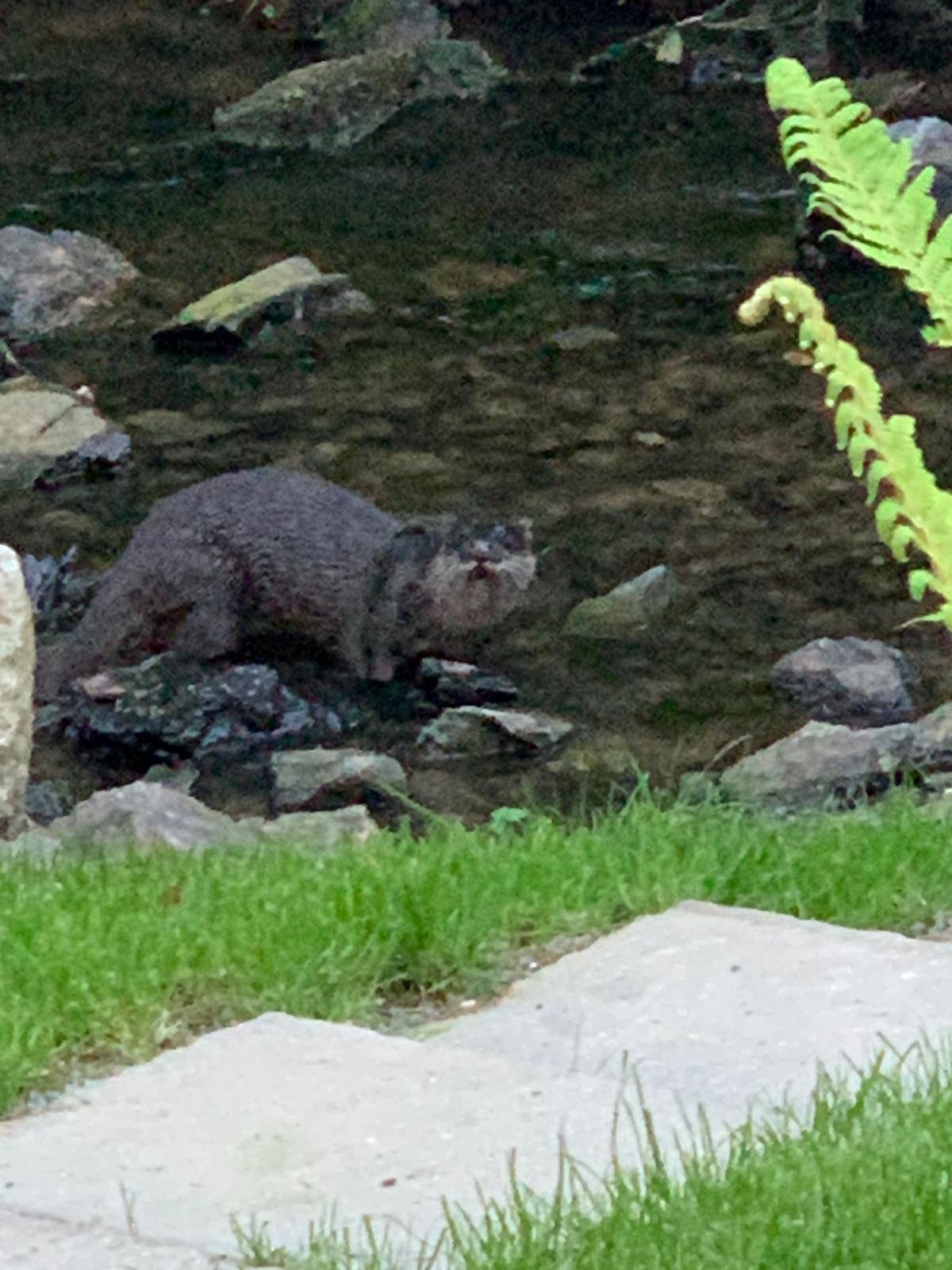 A small otter standing on rocks near the edge of a shallow stream with green grass and a fern nearby.