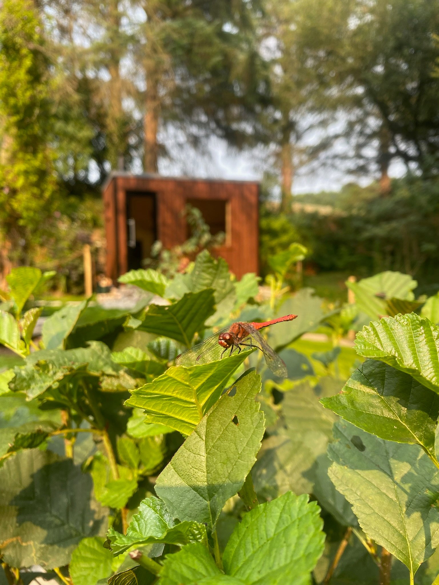 Red dragonfly perched on a green leaf with a blurred wooden shed and trees in the background.