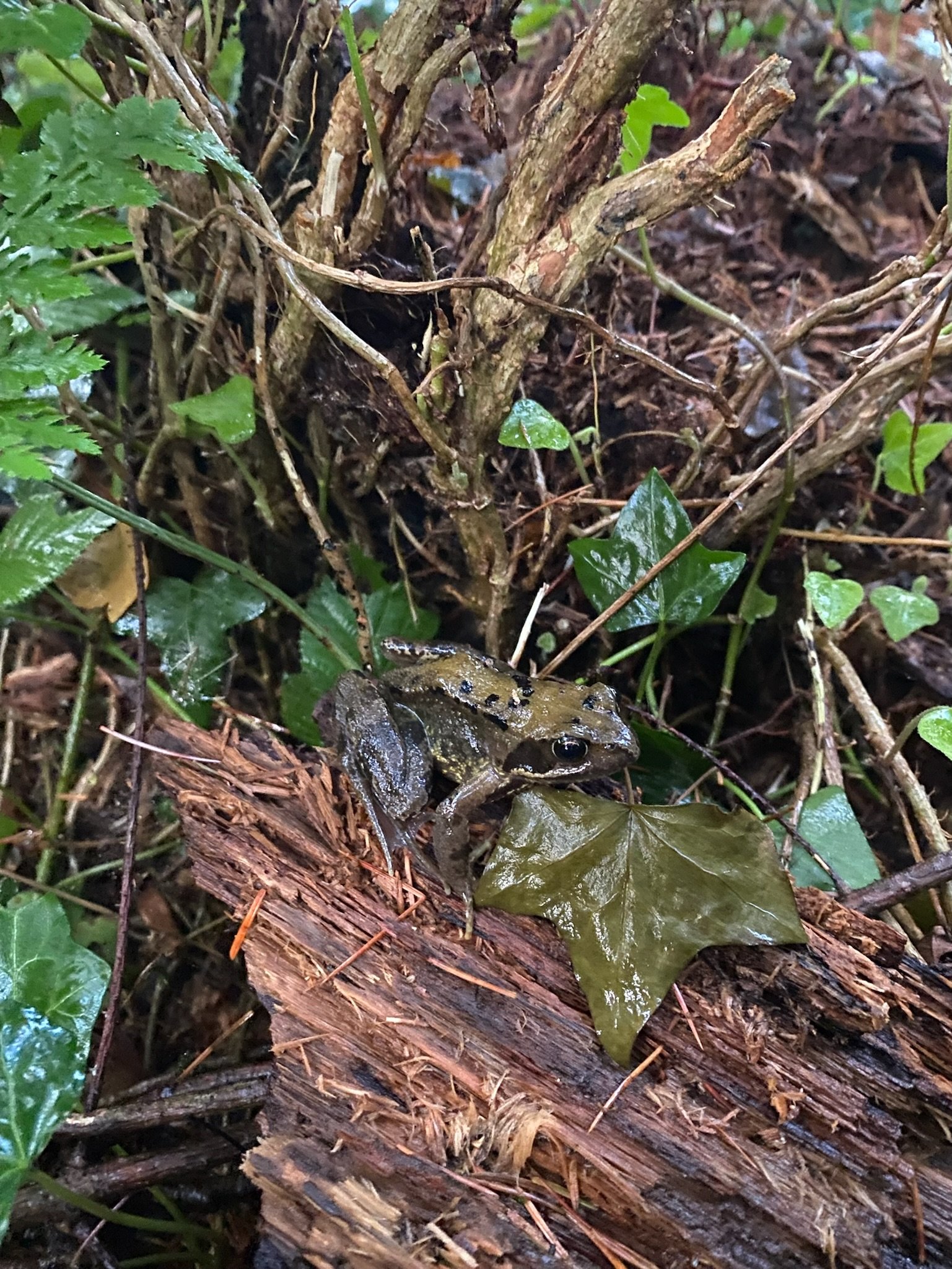 Small brown frog with black spots sitting on a piece of bark surrounded by green leaves and twigs in a forest.
