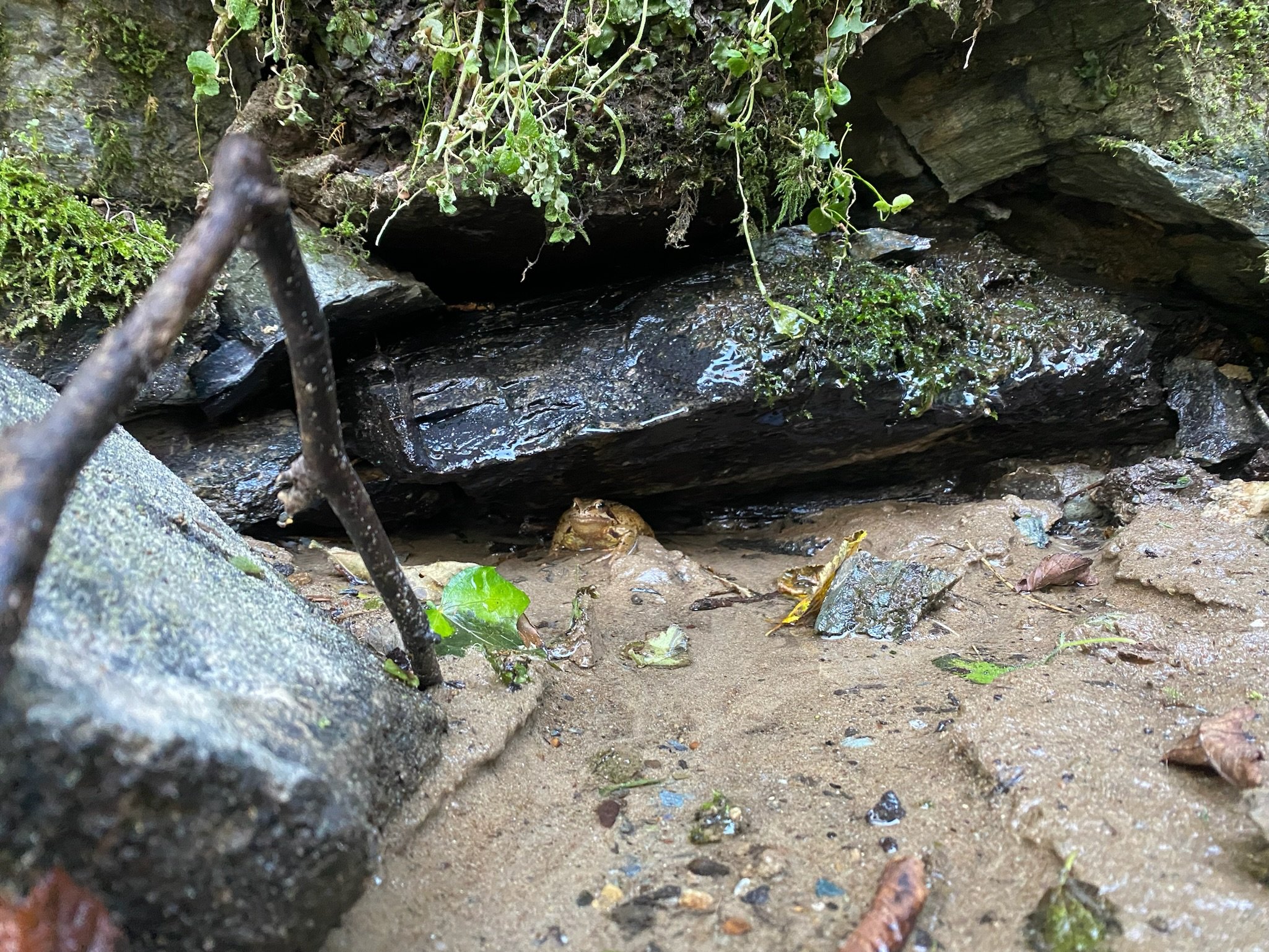 Small frog sitting on wet sand under mossy rocks and a branch in a natural outdoor setting.