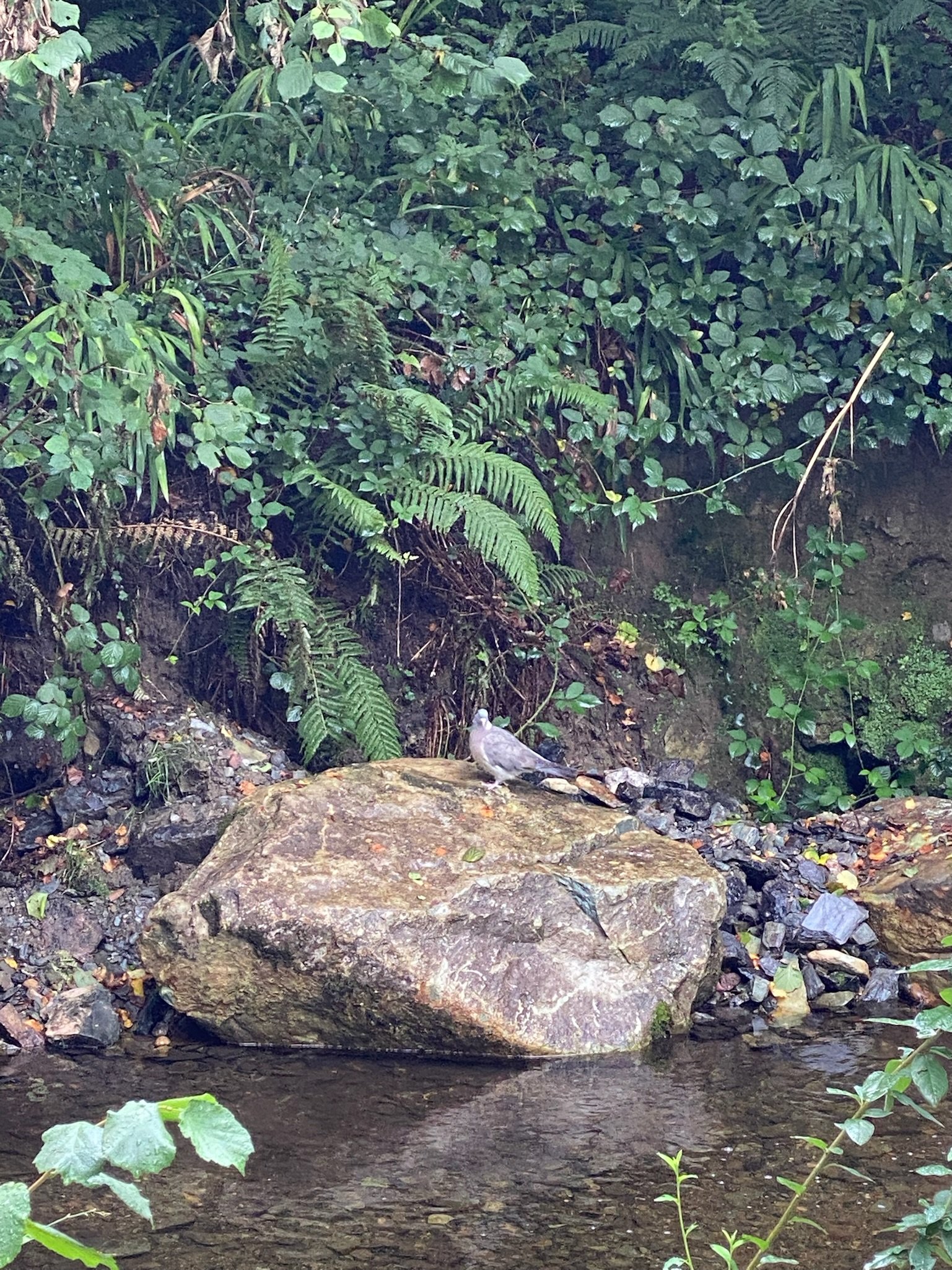 A small grey bird standing on a large rock by a shallow water body with dense green foliage in the background.