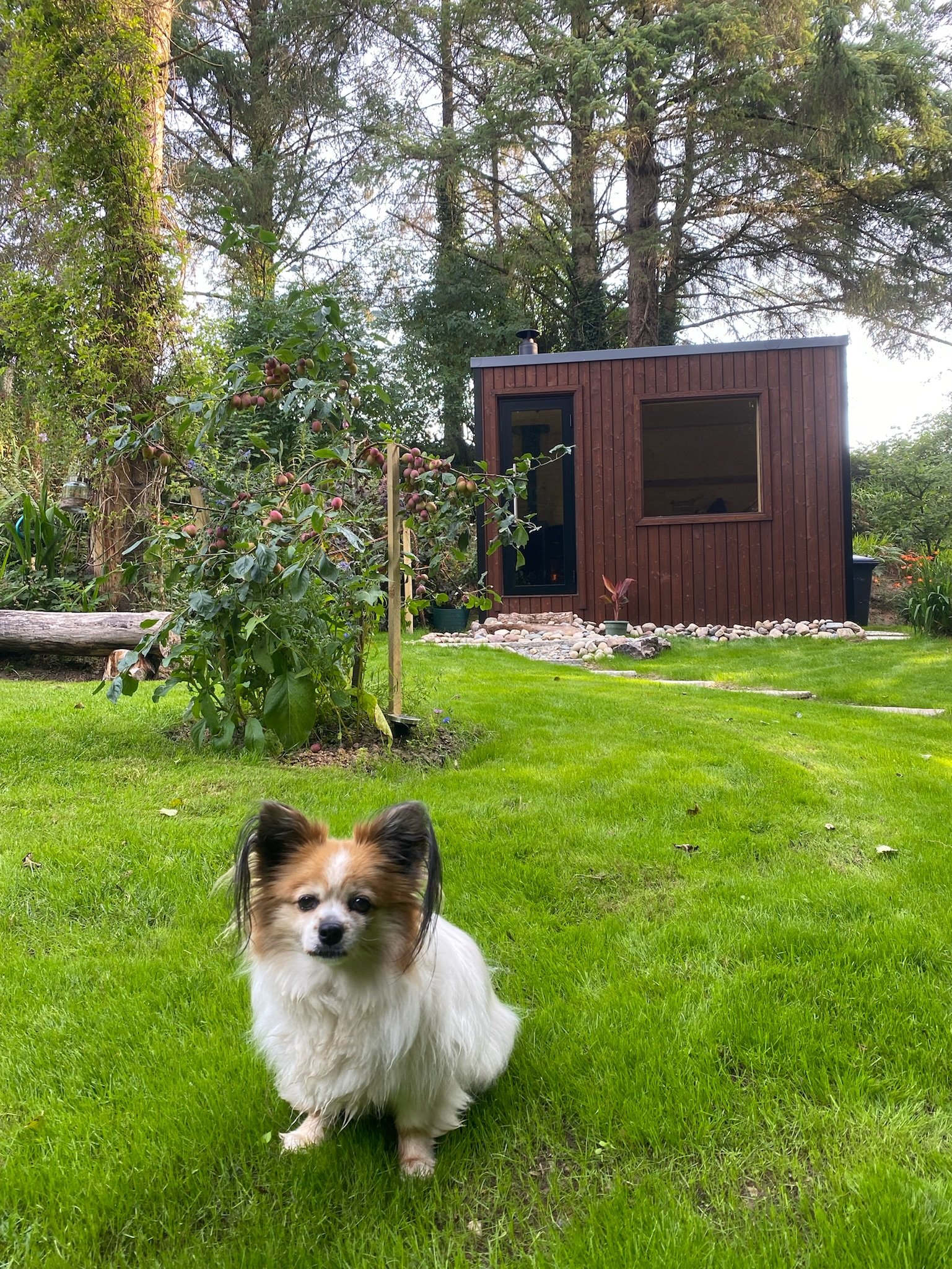 Small fluffy dog sitting on green grass in front of a wooden garden shed surrounded by trees and plants.