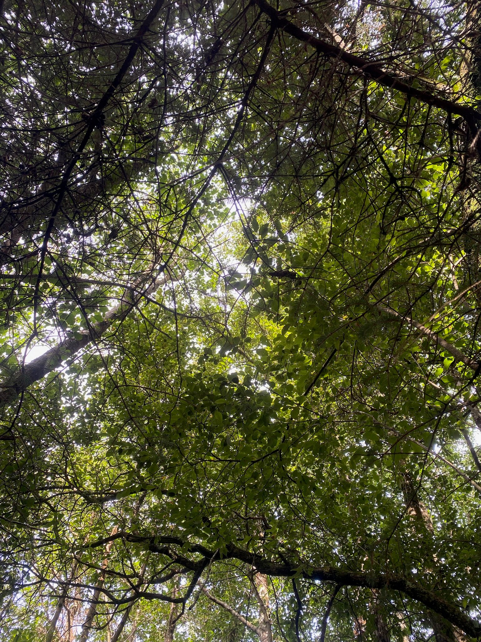 View looking up through dense green tree canopy with branches and leaves interwoven against the sky.