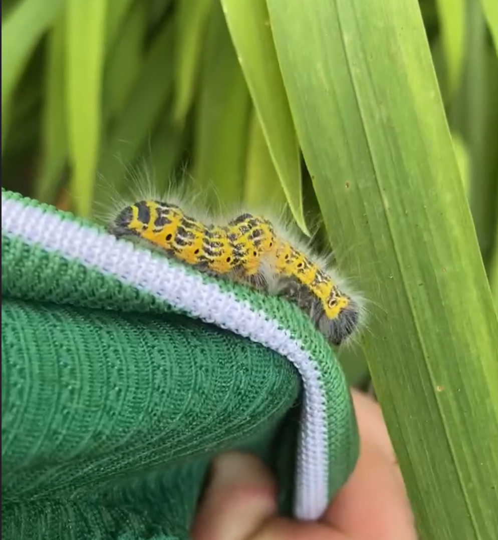 Yellow and black spotted hairy caterpillar crawling on the edge of a green fabric near green leaves.
