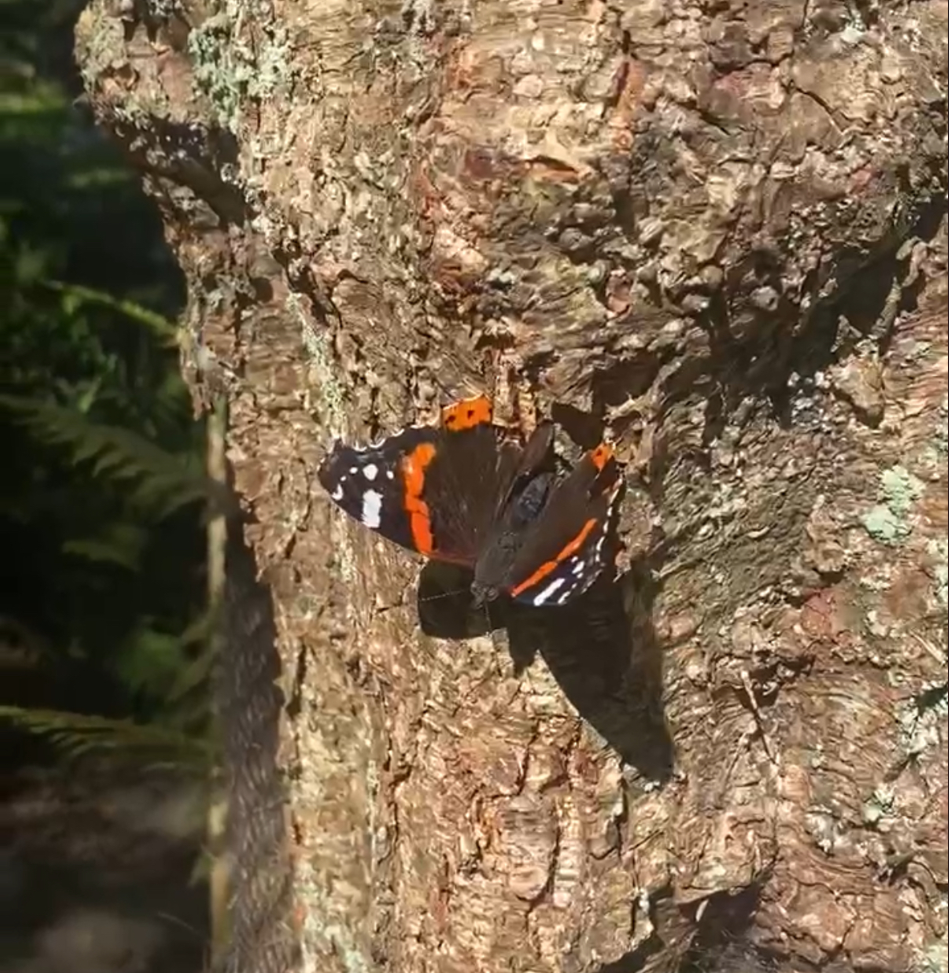 Black butterfly with orange and white markings resting on textured tree bark in sunlight.