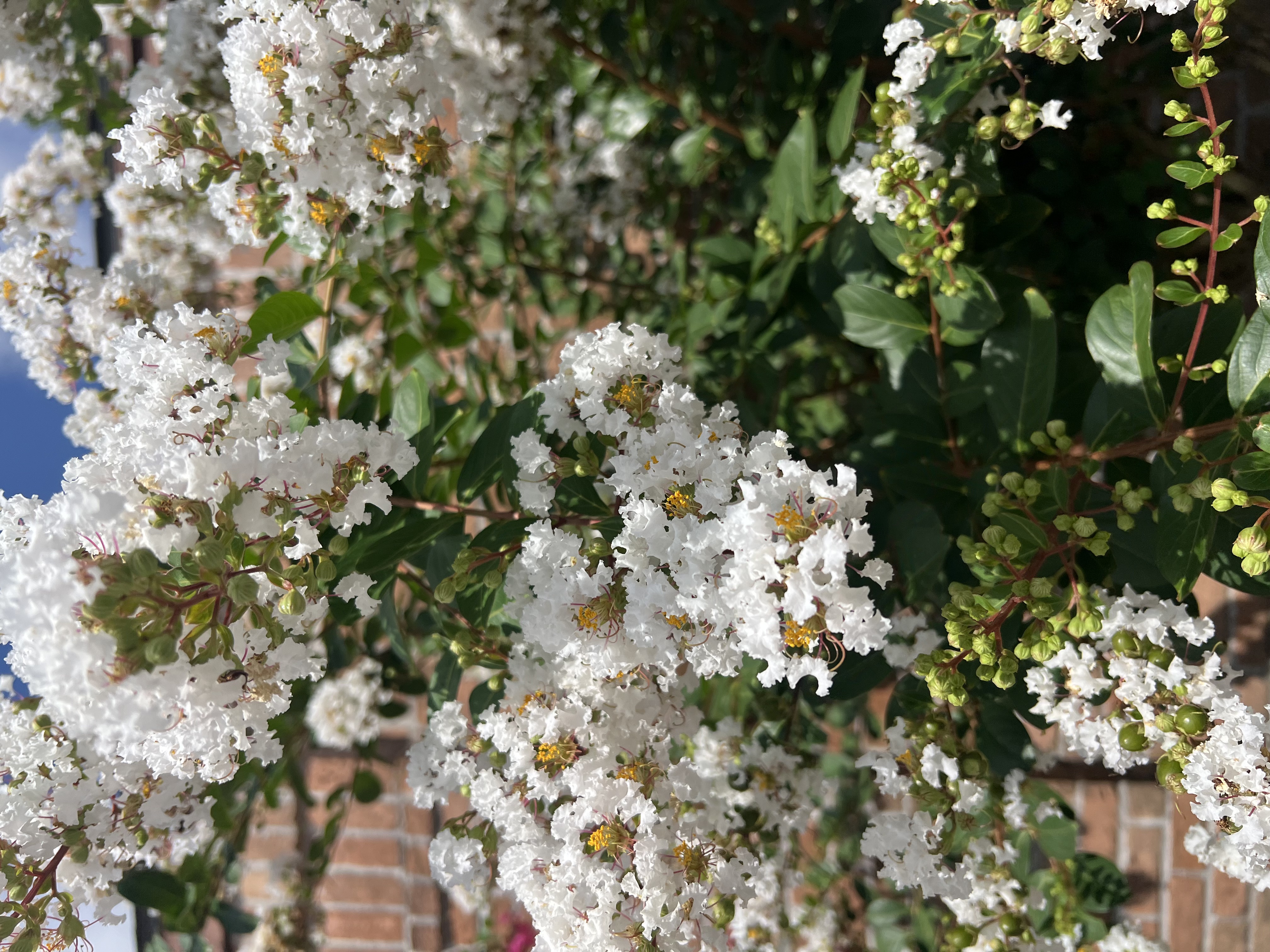 White crepe myrtle tree