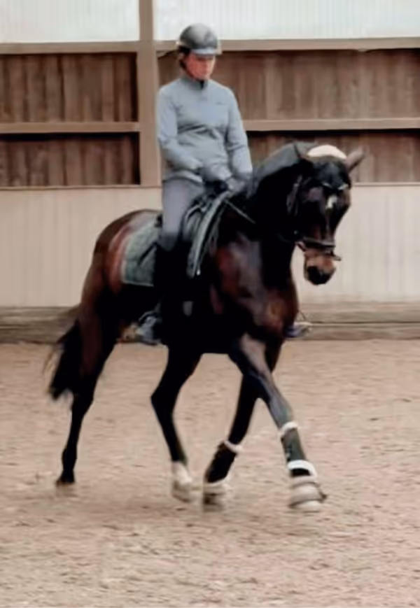 Person mit Helm, die in einer Reithalle ein dunkelbraunes Pferd reitet.
