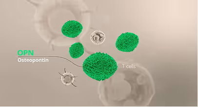 3D illustration showing green osteopontin molecules labeled OPN and white T cells in a neutral background.