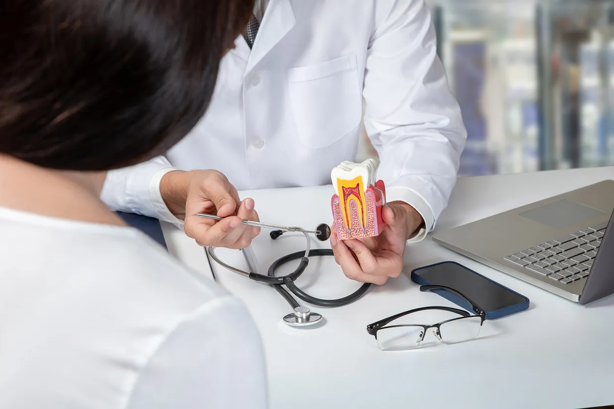 Dentist in white coat showing a dental tooth model to a patient with a stethoscope and laptop on the desk.