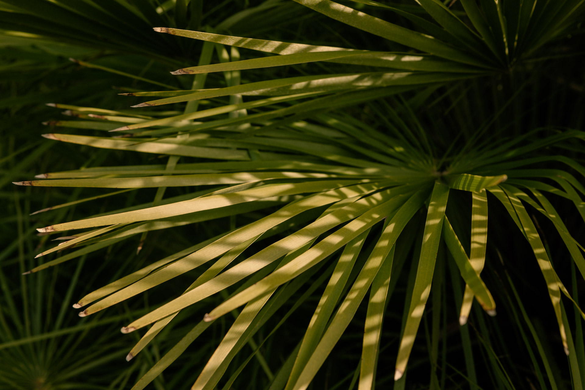 Close-up of green palm leaves with sunlight casting shadows.