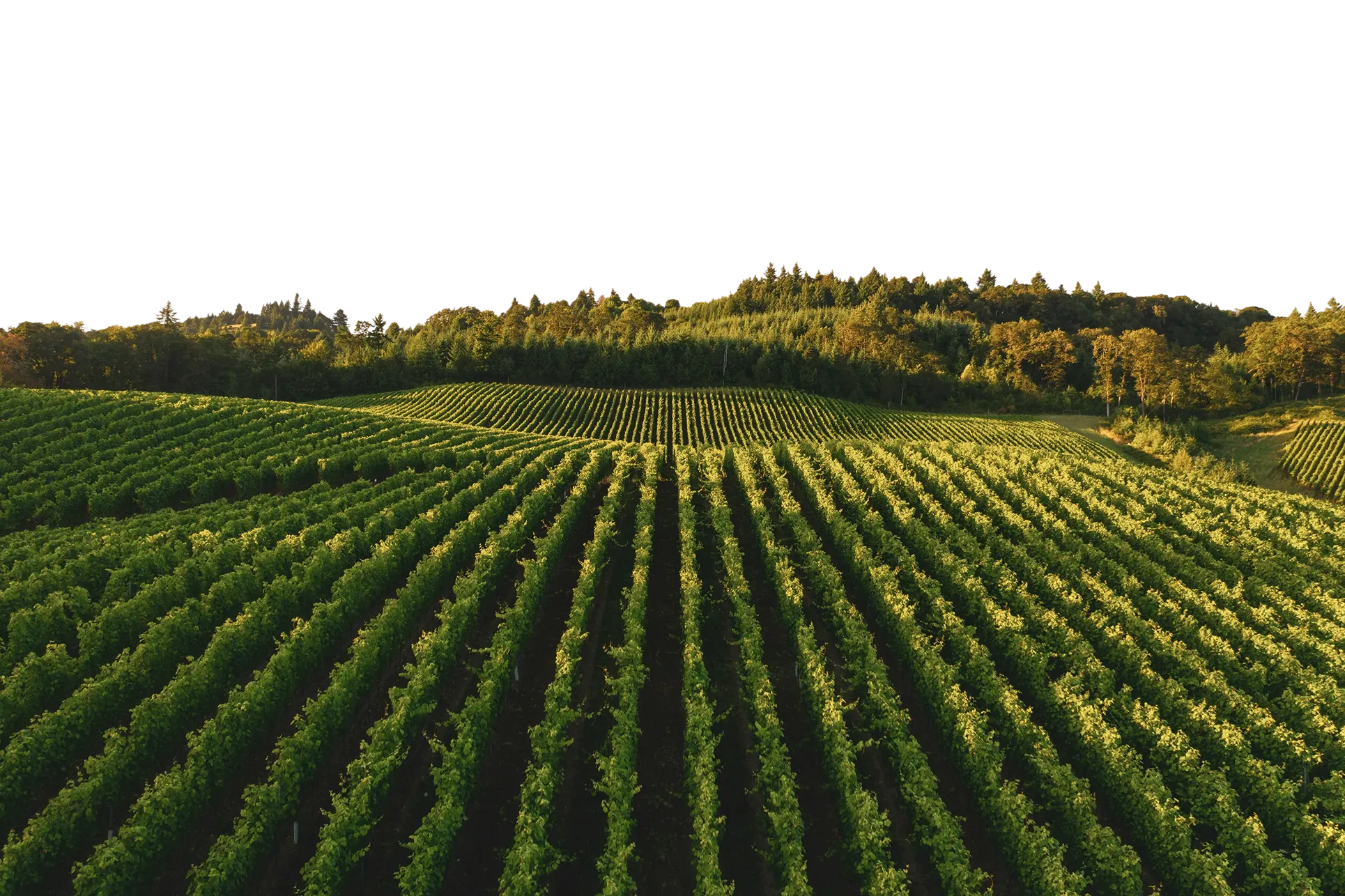 Rows of lush green grapevines in a vineyard stretching towards a forested hillside under golden sunlight.