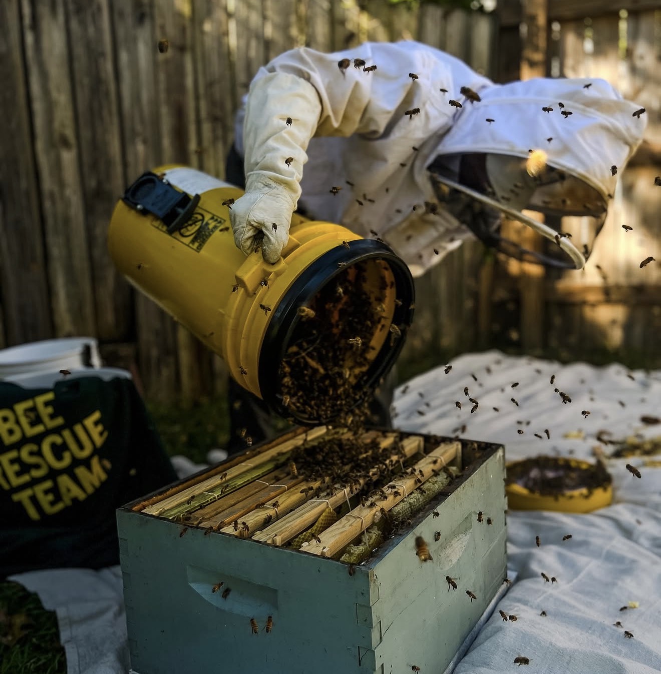 Honey Bee Relocation