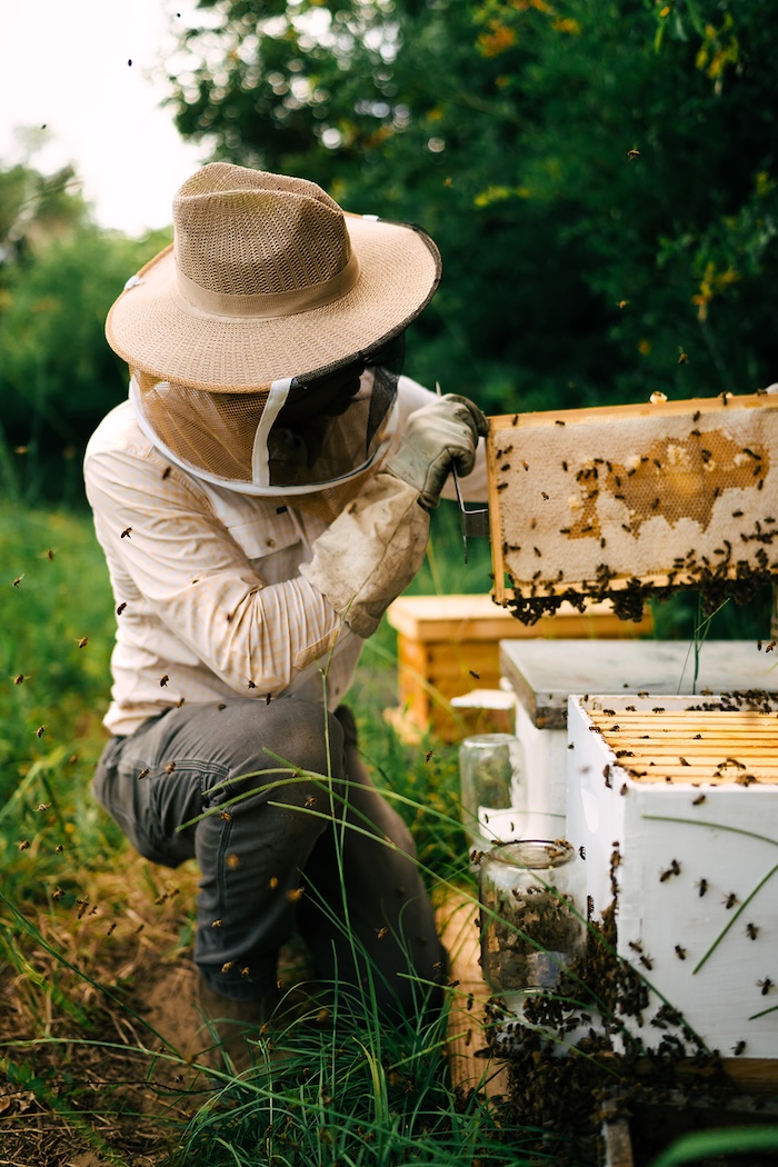Honey Bee Relocation