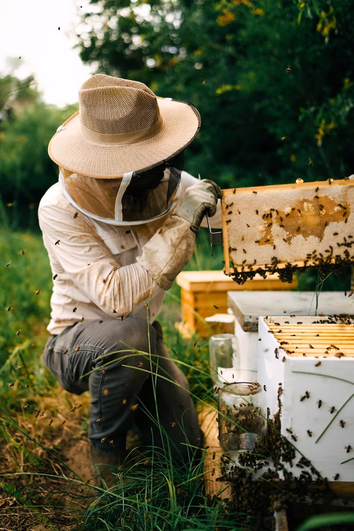 Honey Bee Relocation