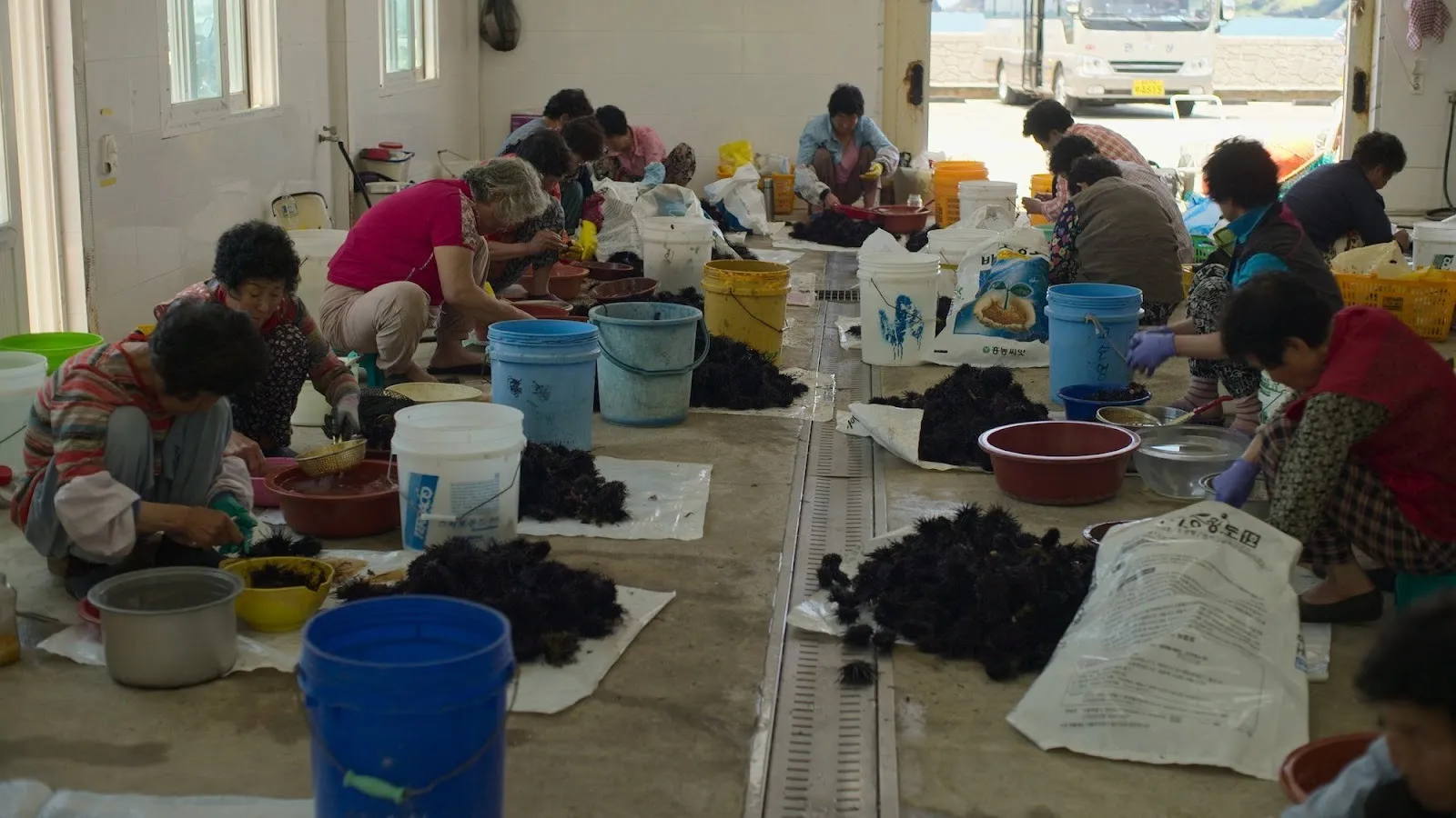 Korean Jeju Island female divers squatting on floor picking out sea urchins in buckets, photo still from the last of the sea women by Sue Kim.