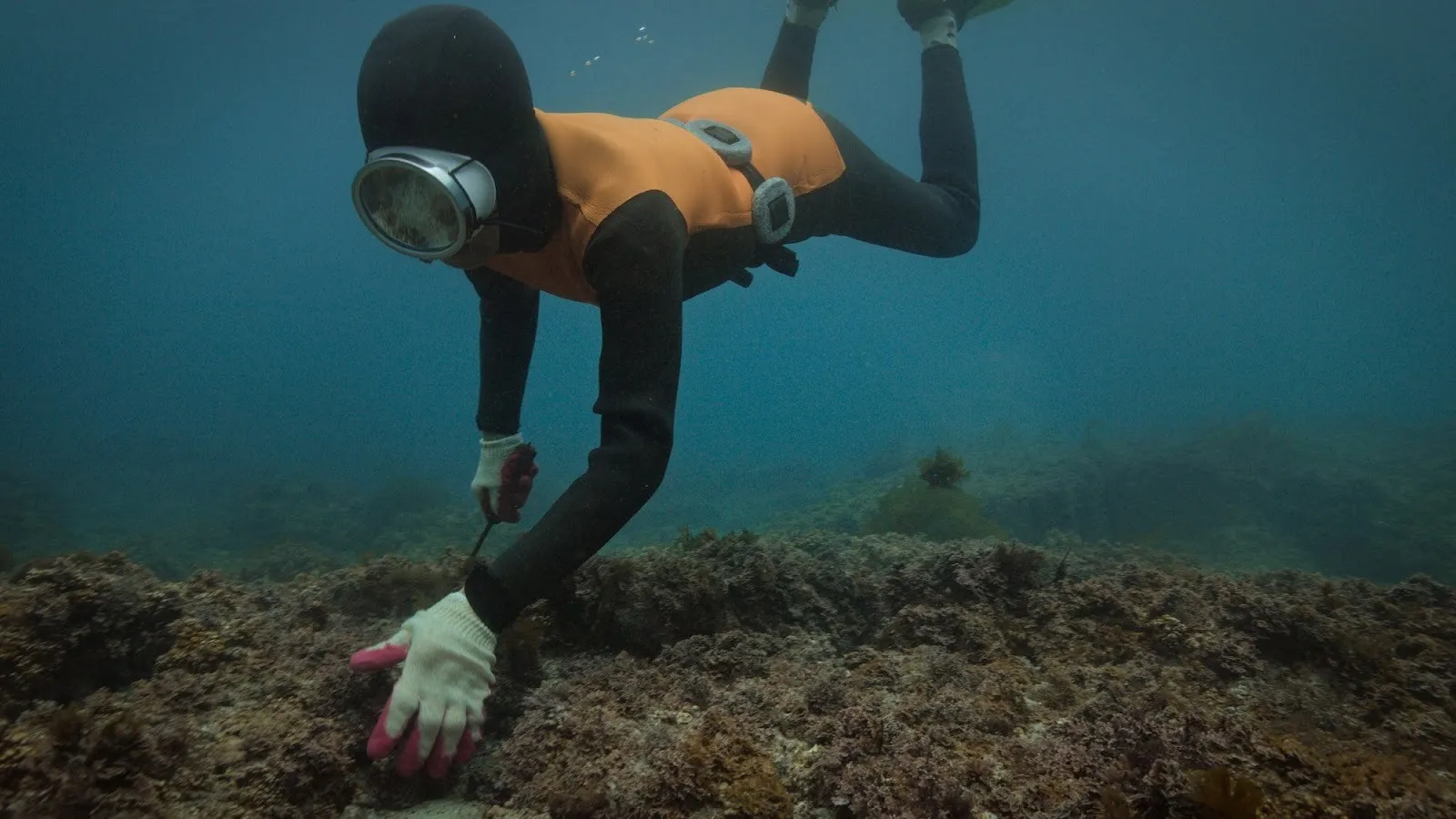 Korean Jeju Island haenyeo diving under the ocean detecting ocean bed, photo still from the last of the sea women by Sue Kim.