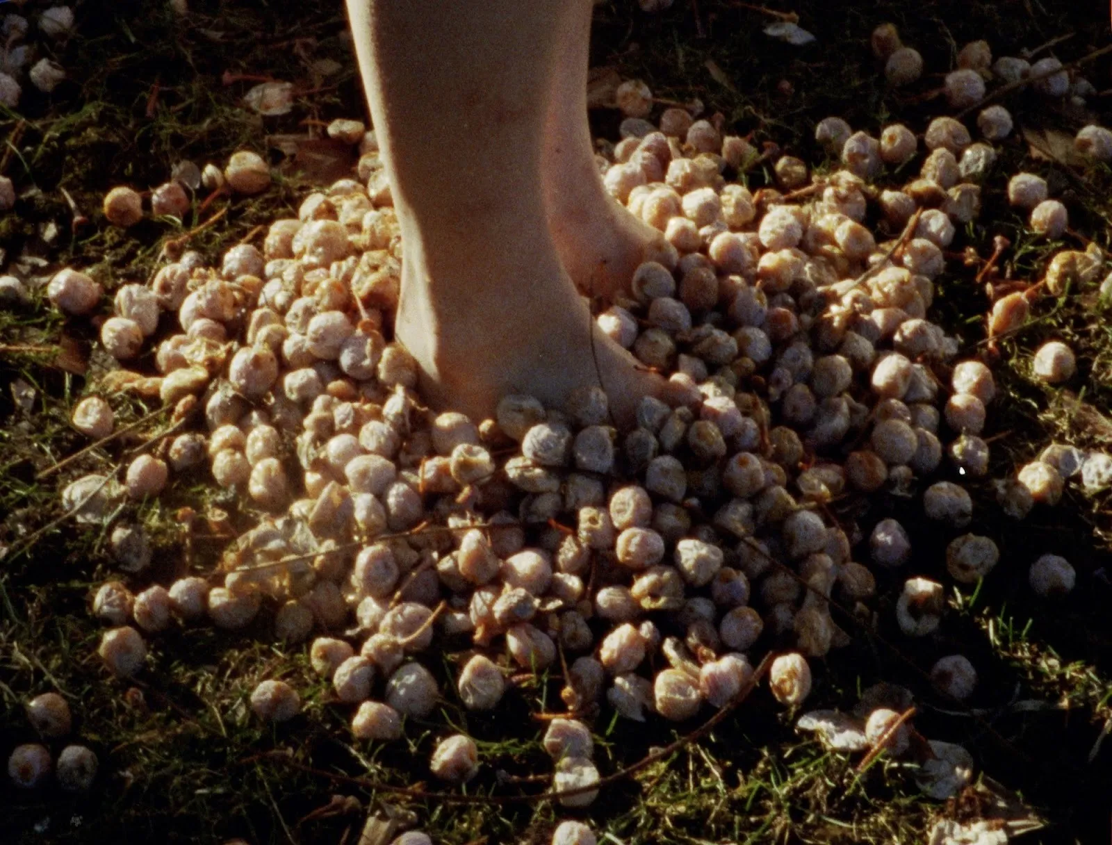 Bare foot buried in fruits on grass, still from Yuge Zhou, The Chinese Lady, 16mm short film, cinematography by Brian Zahm.