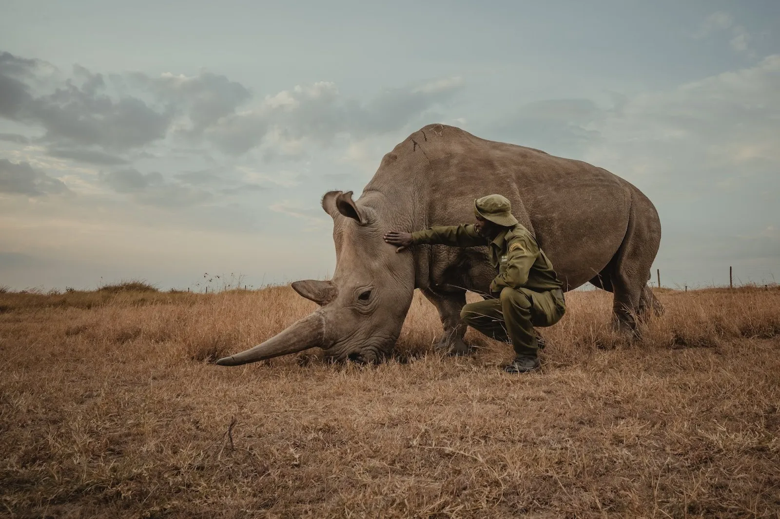 Rhino and caretaker in grassland under gray sky, caretaker's touch, nature and wildlife photographer Mital Patel.