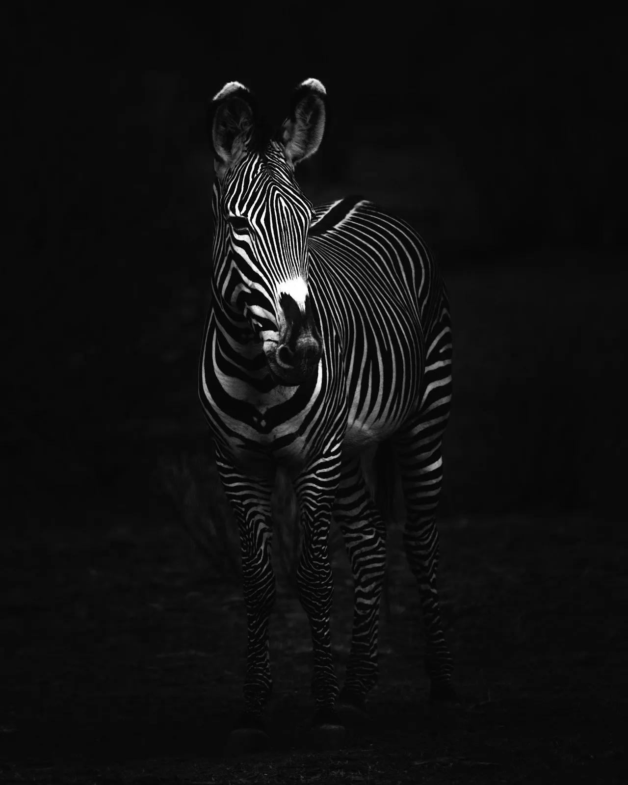 Z Portrait by nature and wildlife photographer mital patel, black and white photograph of zebra in cinematic lighting.