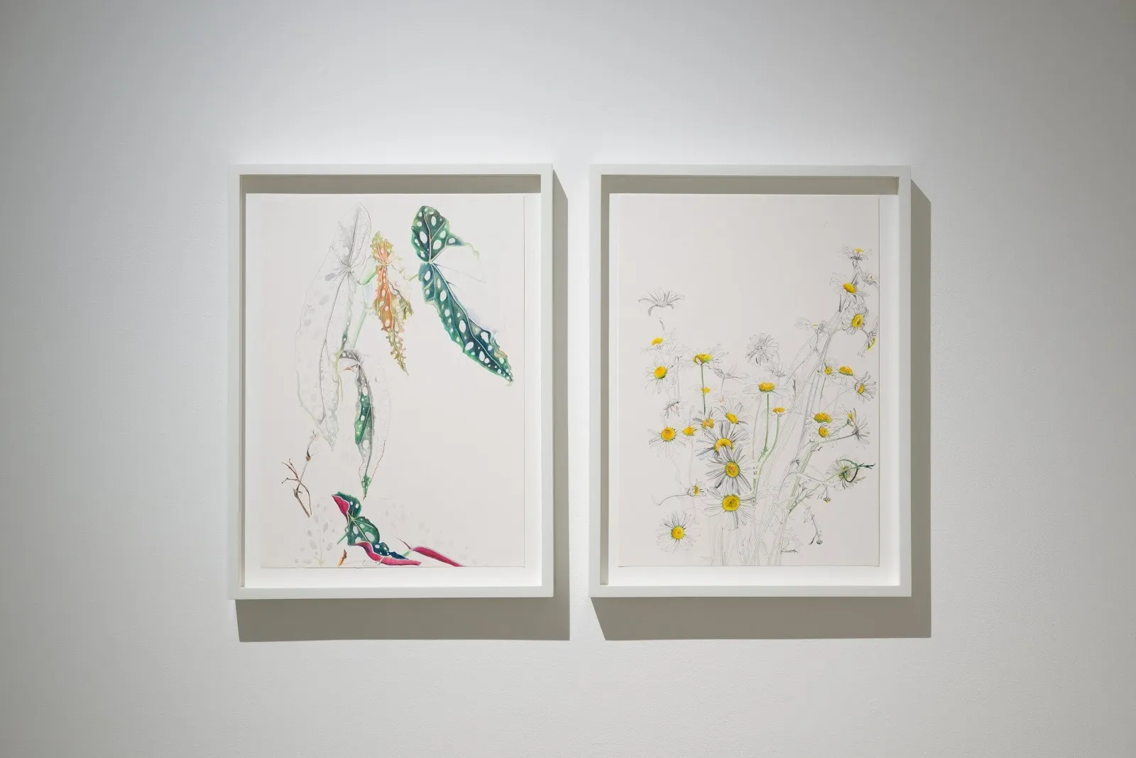 Installation shot of white wall with two white-framed drawings of the same size. Right drawing is a colored sketch of a houseplant. Left drawing is a colored sketch of daisies.