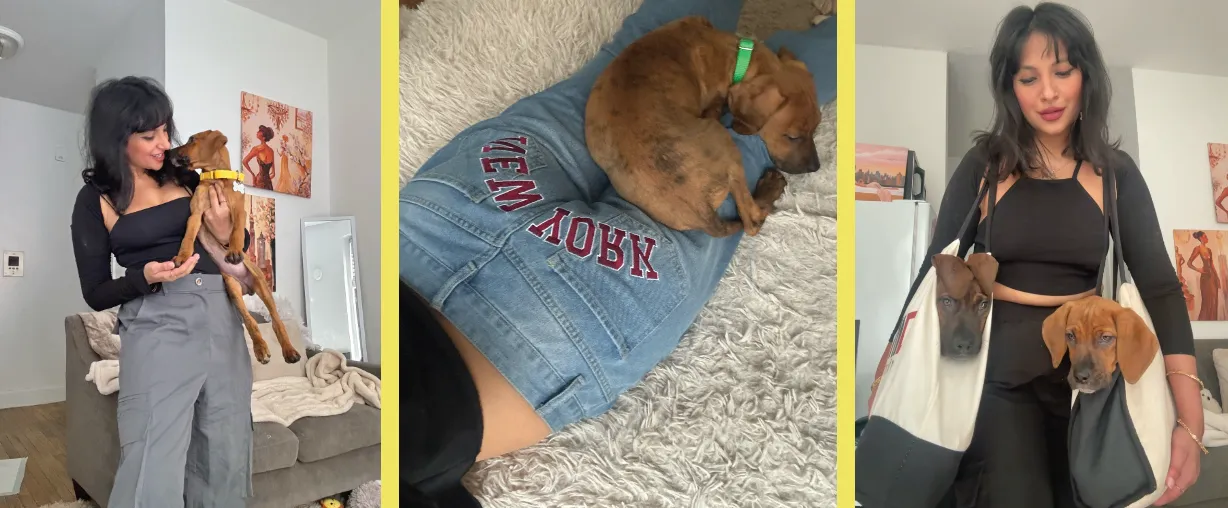 Atreya Mathur New York Indian art lawyer immigration dog rescue center