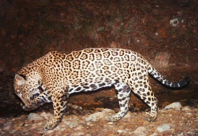 Julio Anta, Jacoby Salcedo, Frontera, Tiffany Babb review, Guillermo Sonora Desert, young adult comics interview el jefe