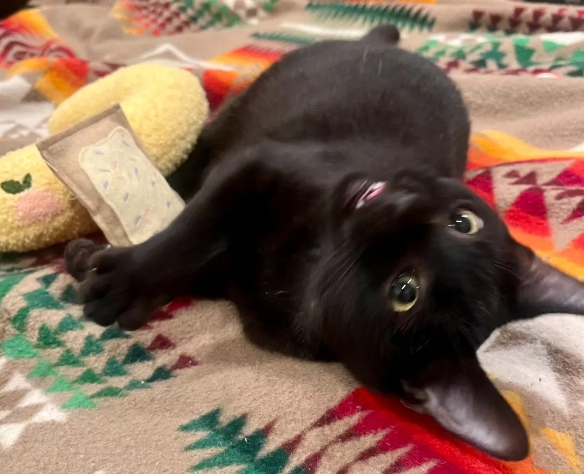 cat Hobie, cat photo is really cute, Michi Zaya, Mongolian theatre director, producer, designer, actor, and creative technologist, asian diaspora immigration immigrant experience interview