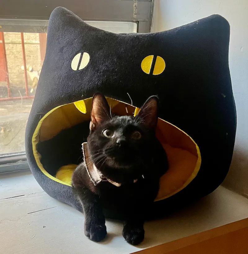 cat Hobie, cat photo is really cute, Michi Zaya, Mongolian theatre director, producer, designer, actor, and creative technologist, asian diaspora immigration immigrant experience interview