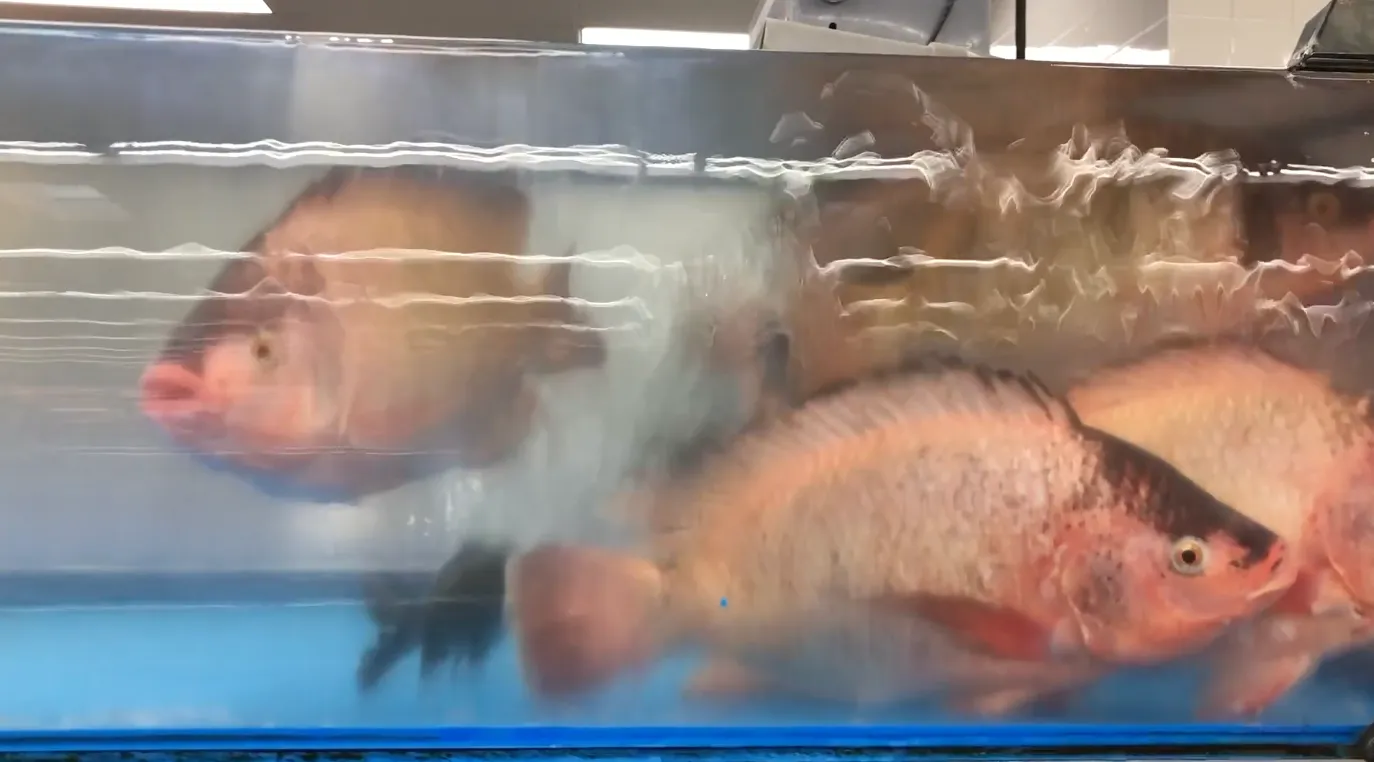 Chinese interdisciplinary artist Ruoyi Shi's video art project, Letter from Fish, inspired by Chinese historical book Shiji and cultural heritage, history, video online art, NFT