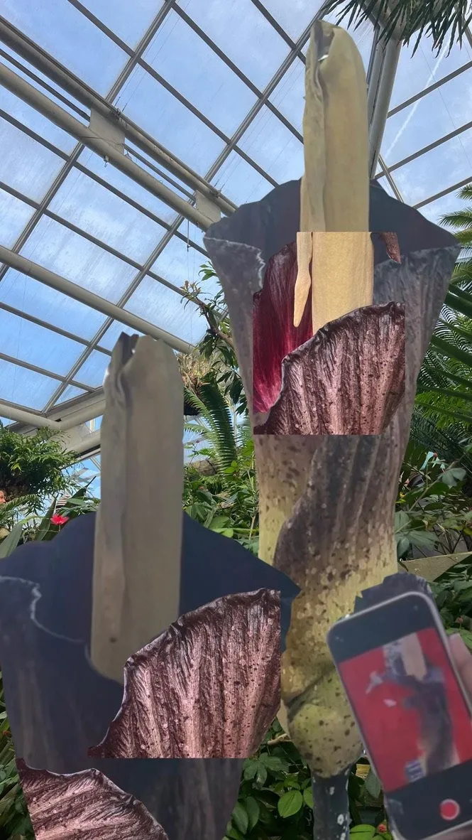 Collage images of corpse flower in bloom by emma fiona jones at new york botanical garden, lower right corner with phone recording the flower.