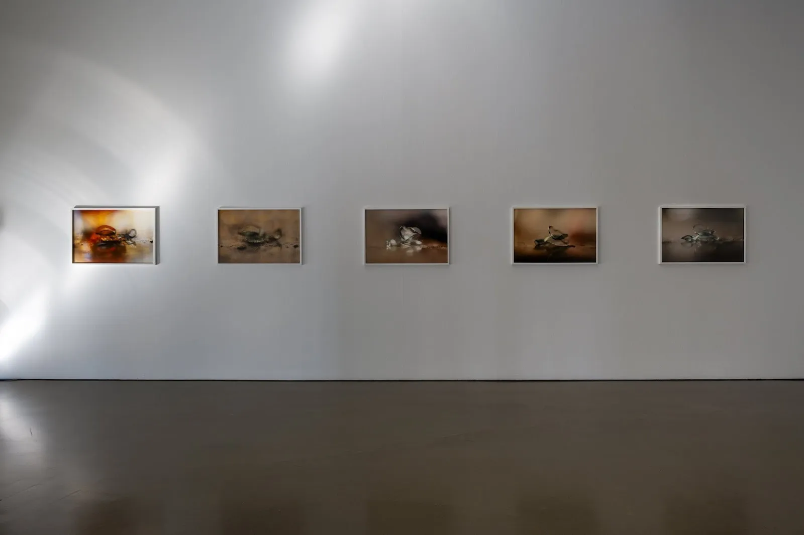 A row of five softly lit photographs featuring abstract, organic forms displayed evenly across a white gallery wall.
