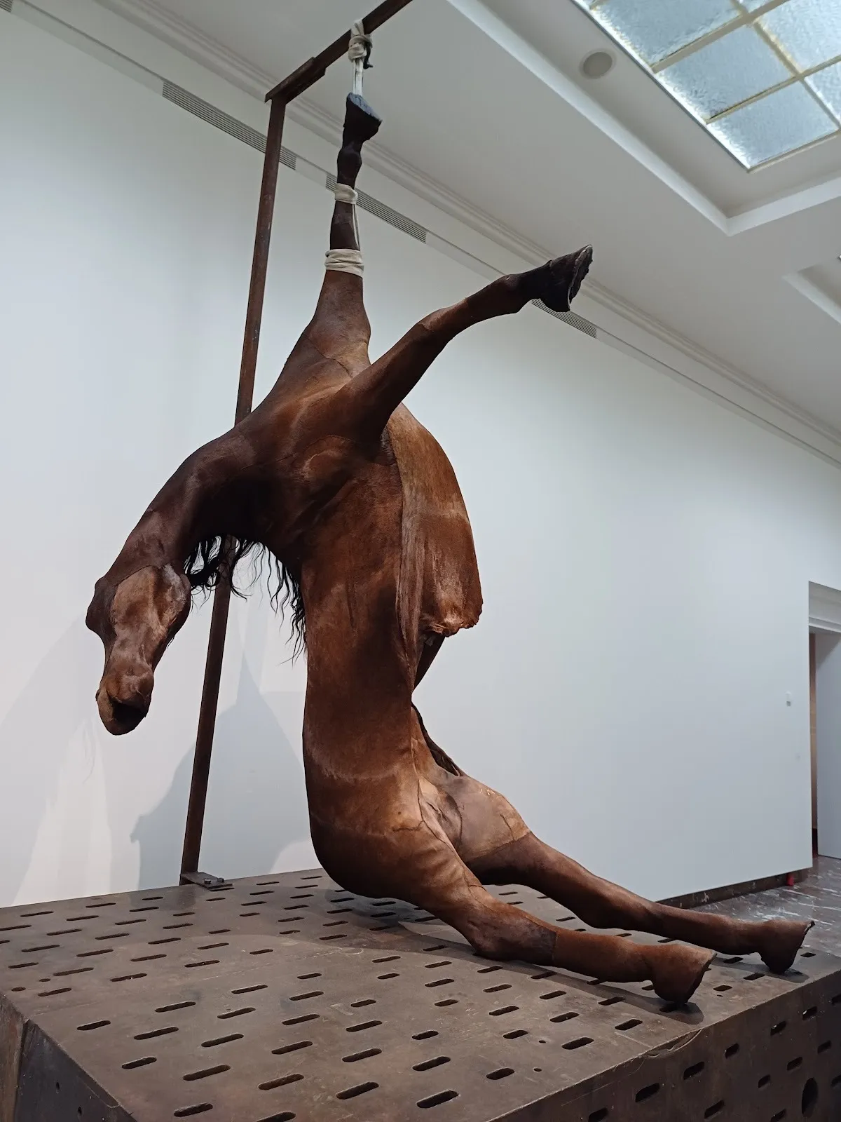 In a white gallery room on a metal platform, a horse-like sculpture is tied by one leg to a supporting metal post and hangs.