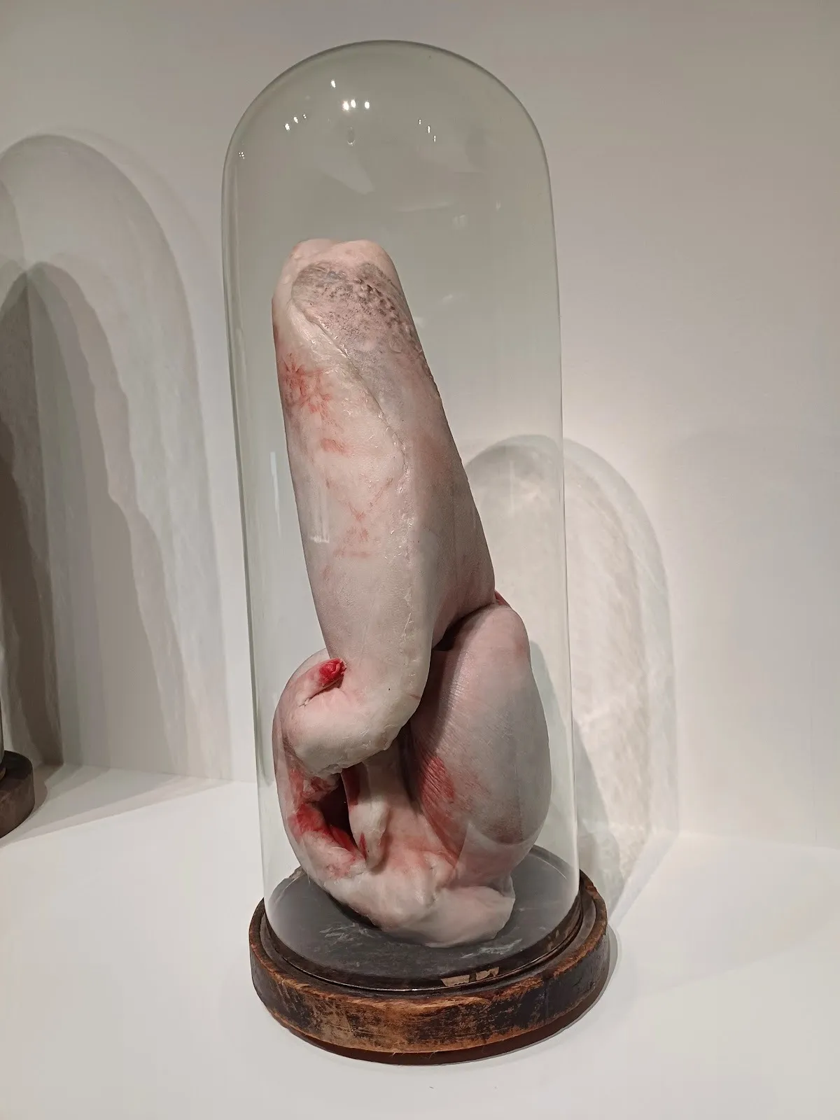 A phallic, sculpture placed in a cloche reveals a fleshy, muscular texture.