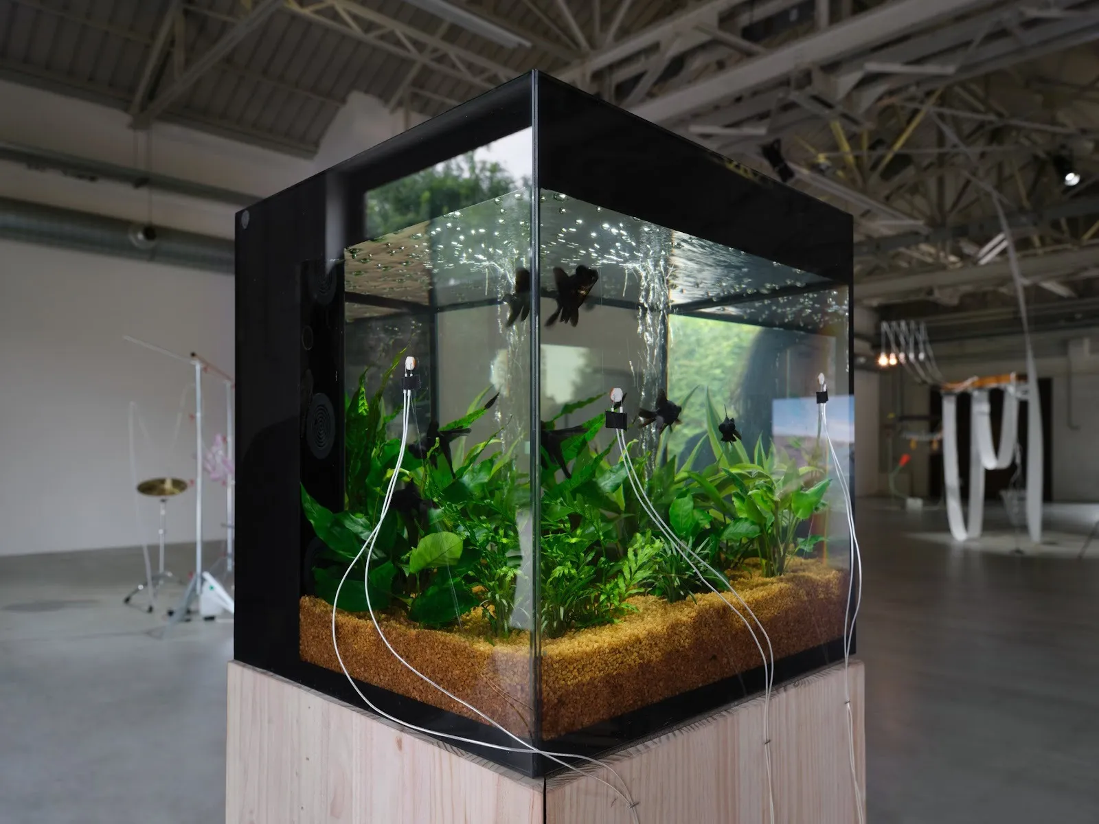 A square fish tank on a wooden plinth holds green shrubbery and a black goldfish. Wire-like attachments are taped to the tank's sides.