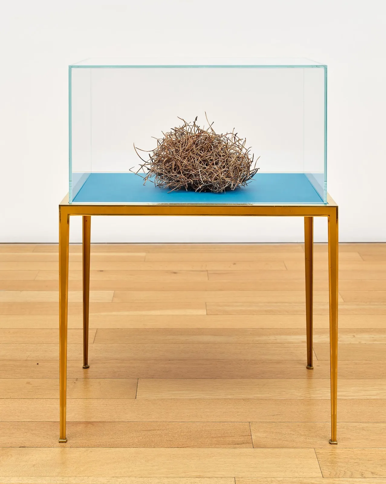 Tangled bundle of dried twigs enclosed in a glass vitrine on a slender gold table.