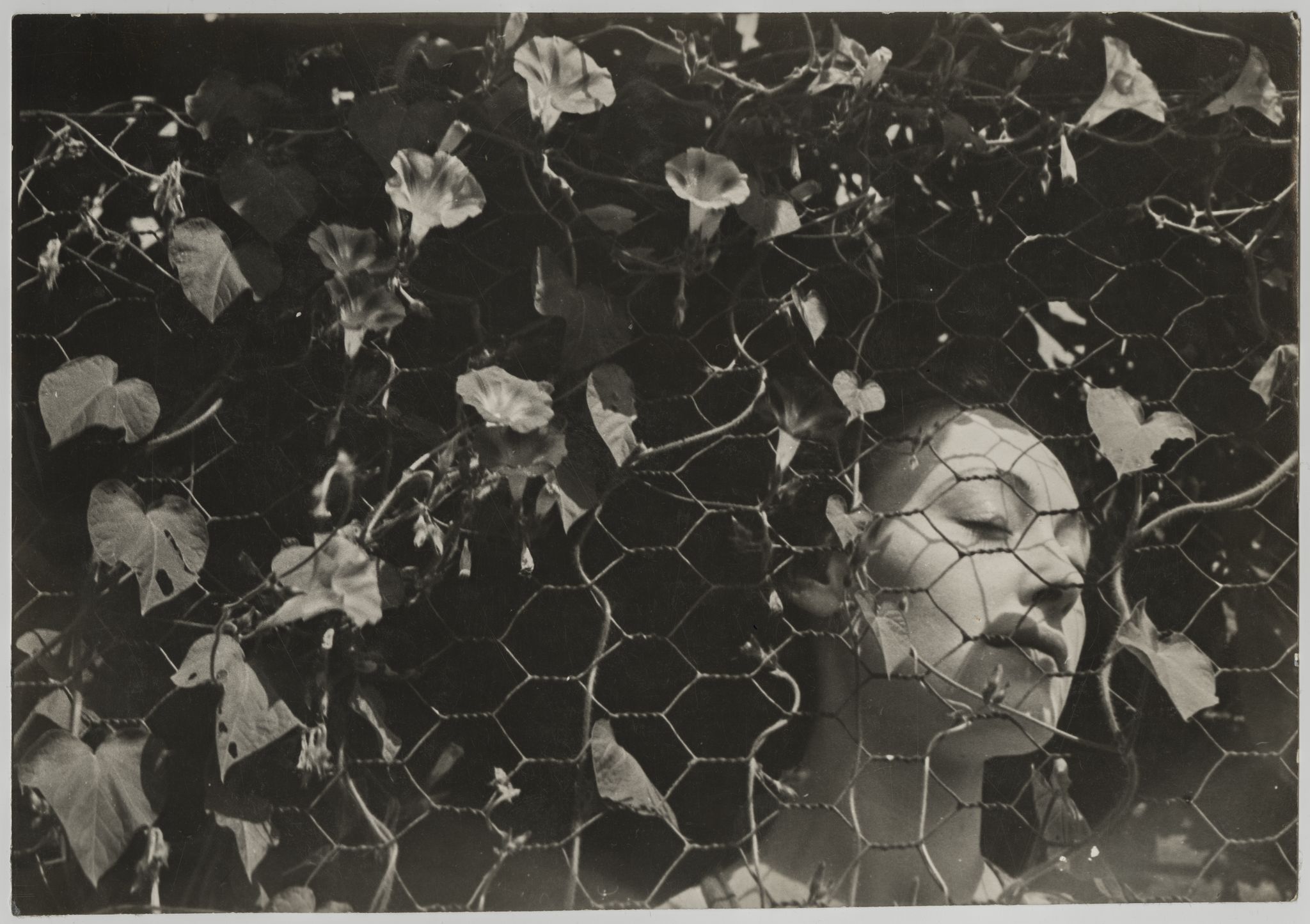 Black-and-white photograph of a woman's face with eyes closed, partially obscured by chicken wire covered in flowering vines.